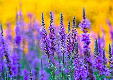 《怪物猎人：崛起》DLC“曙光”添加新“虫技”  还将推出3款Amiibo